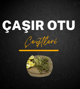 Çaşır